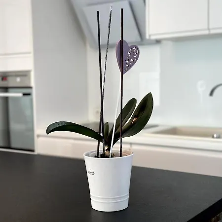 Spacious Cosy With Pool And Parking Lägenhet